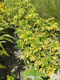Small privacy hedges from $6🌱serissa, trinette,liriope & more