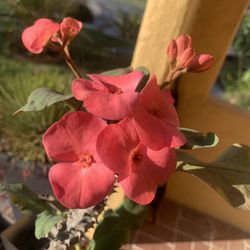 Plants Corona De Cristo( Flor Grande) $20 Each.