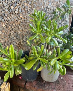 Planta de Jade