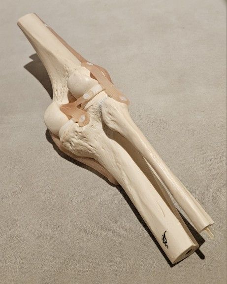 Human Anatomical Functional Knee Joint