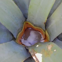 Pulque Y Aguamiel