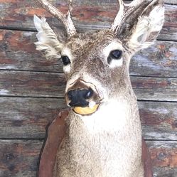 Cabeza De Venado 🦌 