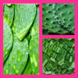 Nopalitos Vegetal / Vegetable Cactus