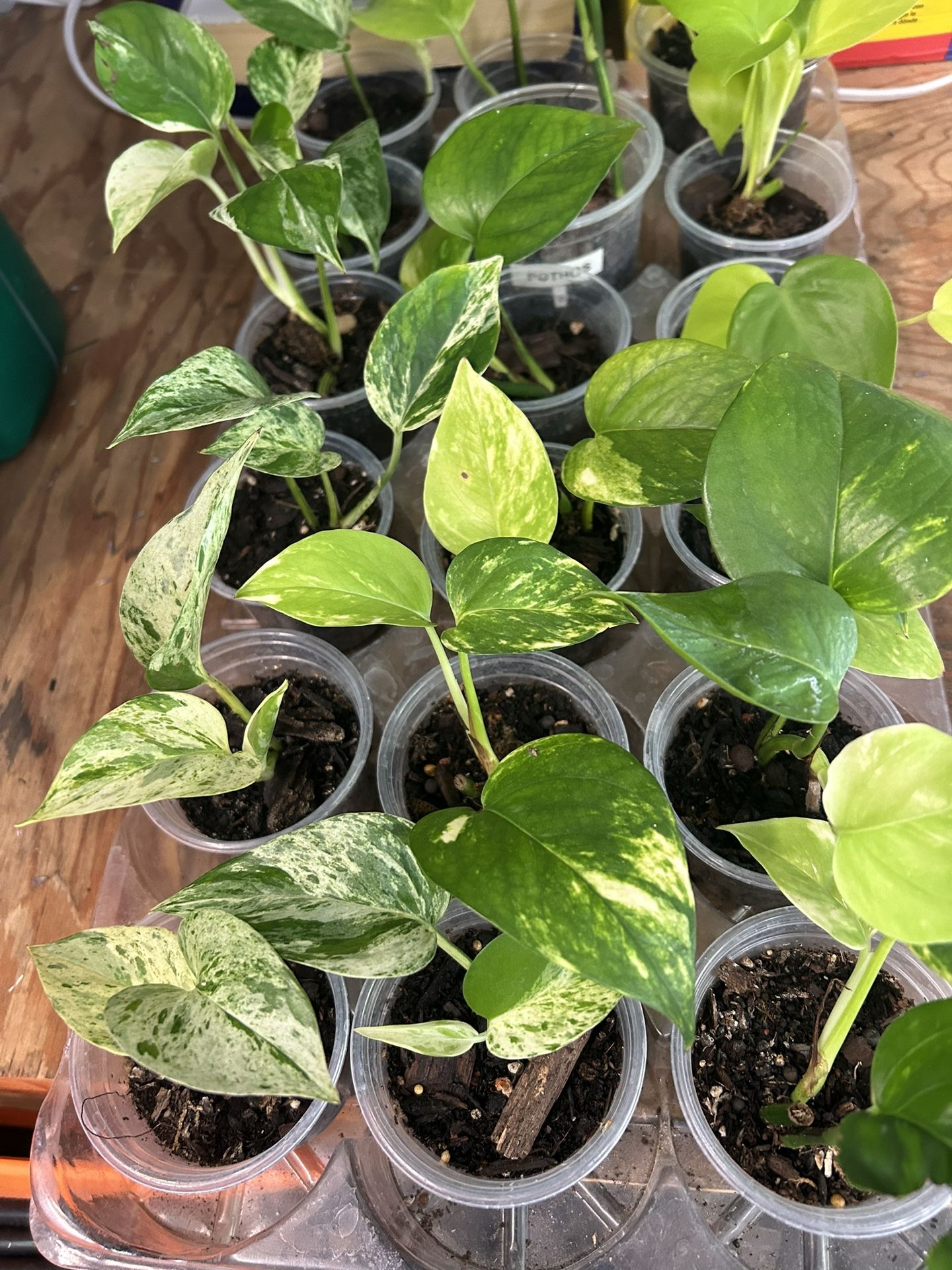 🌿 **Plant Lovers Sale!** 🌿