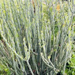 6 Senecio articulatus cuttings, super cute, Unrooted, no soil or pot. get 2 free