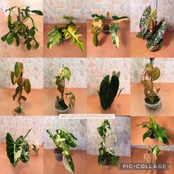 🌿 Rare Houseplants | Monstera • Philodendron • Alocasia • Hoya • Syngonium | Chino Hills