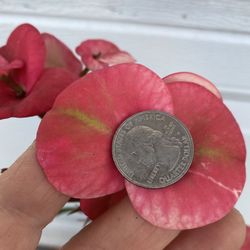 Planta De Corona De Cristo Con Flor Jumbo, En Maceta De 1 Gallon 