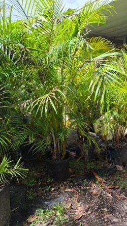 Arecas Palms 6-7 Feet Tall. Instant privacy