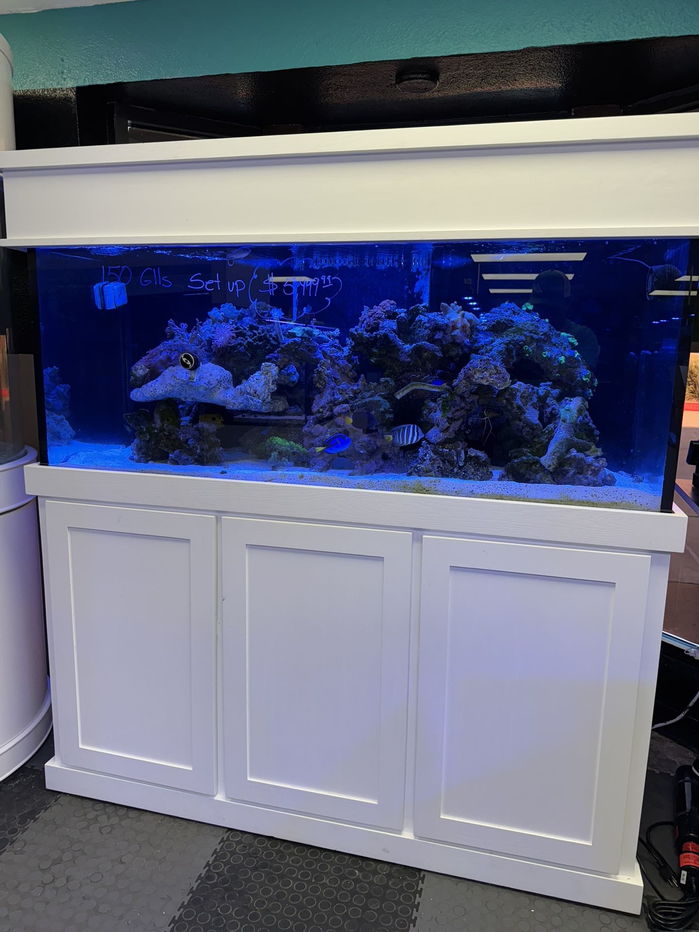 Aquarium 150 Glls Set Up