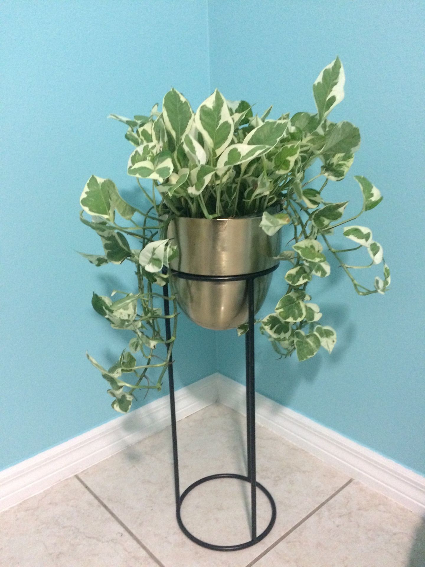 Beautiful pothos live plant in gold and black stand ❤️