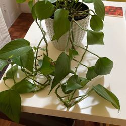 Tropical Pothos Vine Indoor Potted Plant 