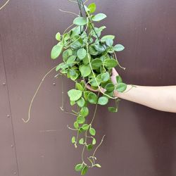 6” hoya keysii