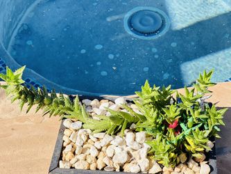 Succulents In Wood Pot 