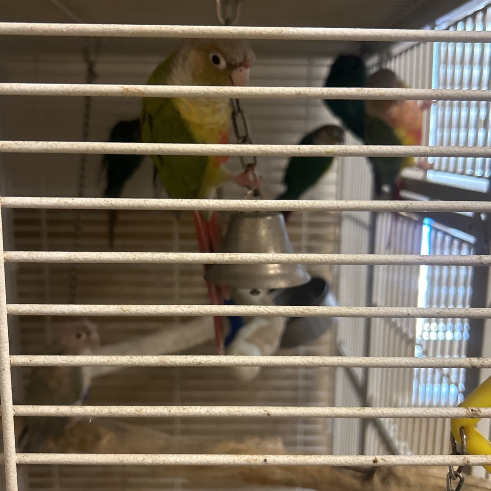 Bird food And Cages for pet parrots