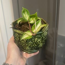 Houseplant Hoya Princess In Ceramic Planter