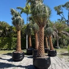 silvester  Palms  all sizes  available and canary  palms 