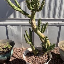 Potted Cactus Plants 