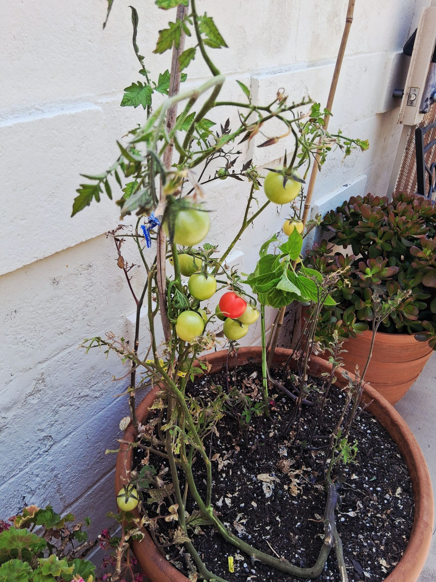 Plant