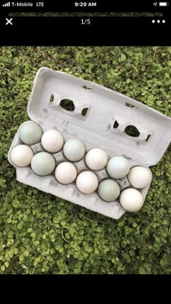 Fresh large Duck eggs