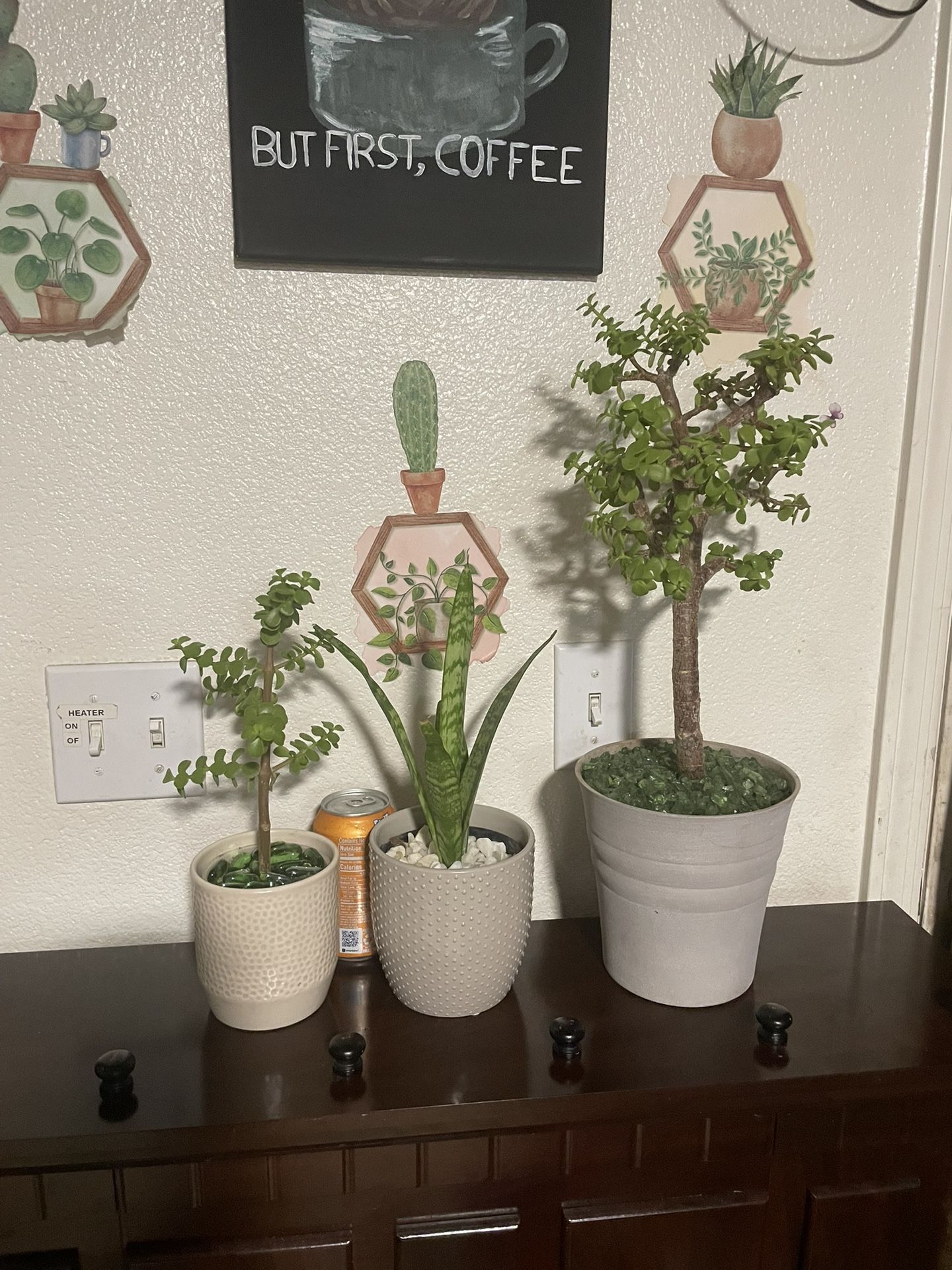 Plants 