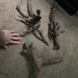 Drift Wood