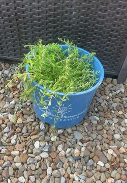 Perennial plants and flowers
