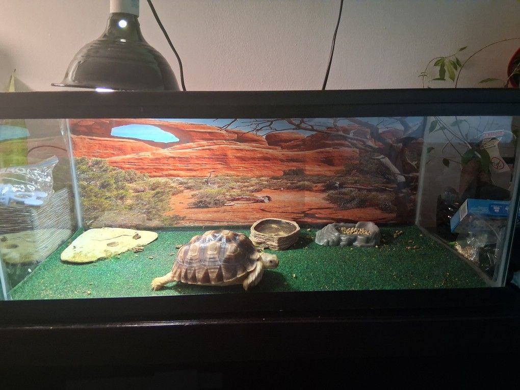 Reptile Tank With Toy
