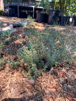 Mature Culinary Thyme Plant – $15 OBO