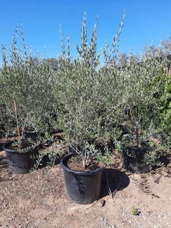Multi Trunk Olive 25gallon