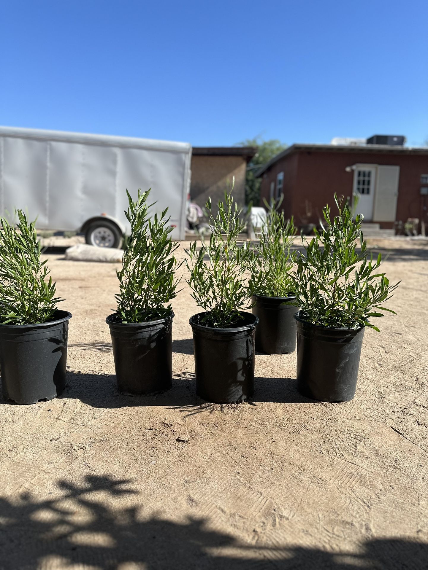 Hop Seed Bush (Dodonea Viscosa) 5 Gallon $15 Each