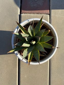 Blue agave (its name is Ashanti)