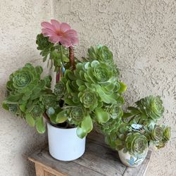 Aeonium's Beautiful Succulents (2)