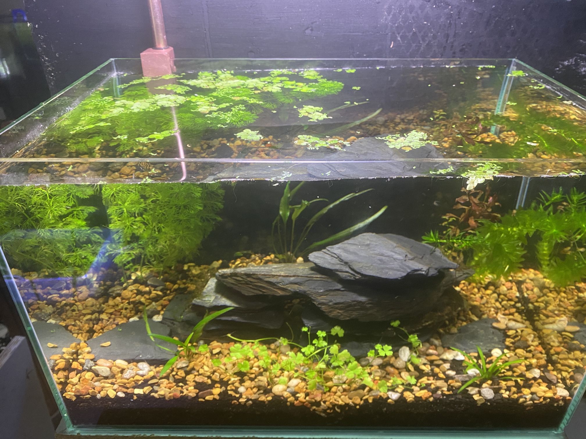 6 Gallon Planted Fish Tank Aquarium As Pictured
