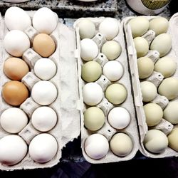 Farm Fresh Organic Eggs 
