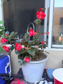 Plants for sale