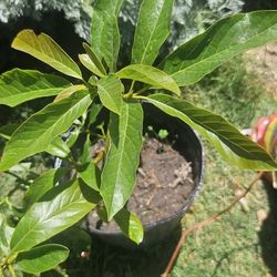 Avocado Tree 