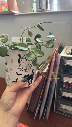 Plants for sale