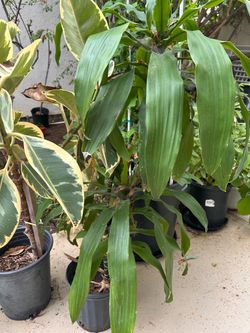 Two House plants