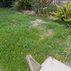 Lawn And Sprinkler 