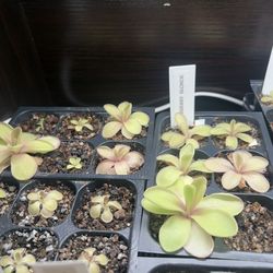 Pinguicula Razzberry Blonde