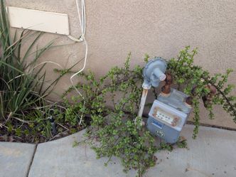 Elephant Bush Succulent