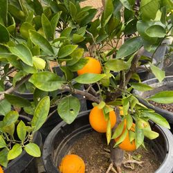 Dwarf Orange Trees For Sale And Much More