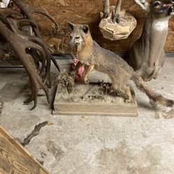 Taxidermy For Sale 