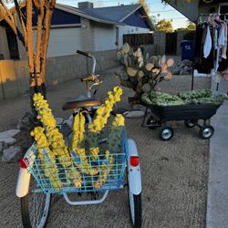 PLANTS FOR SALE