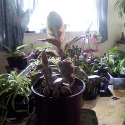 House Plants