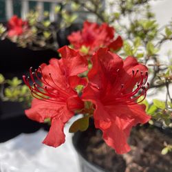 Azalea Bonsai