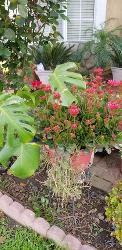 Planta