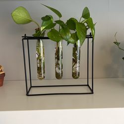 Real Plant