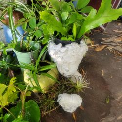 Birdnest fern, Firestick plant,  Goldfish plant & more