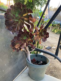 Succulent plant